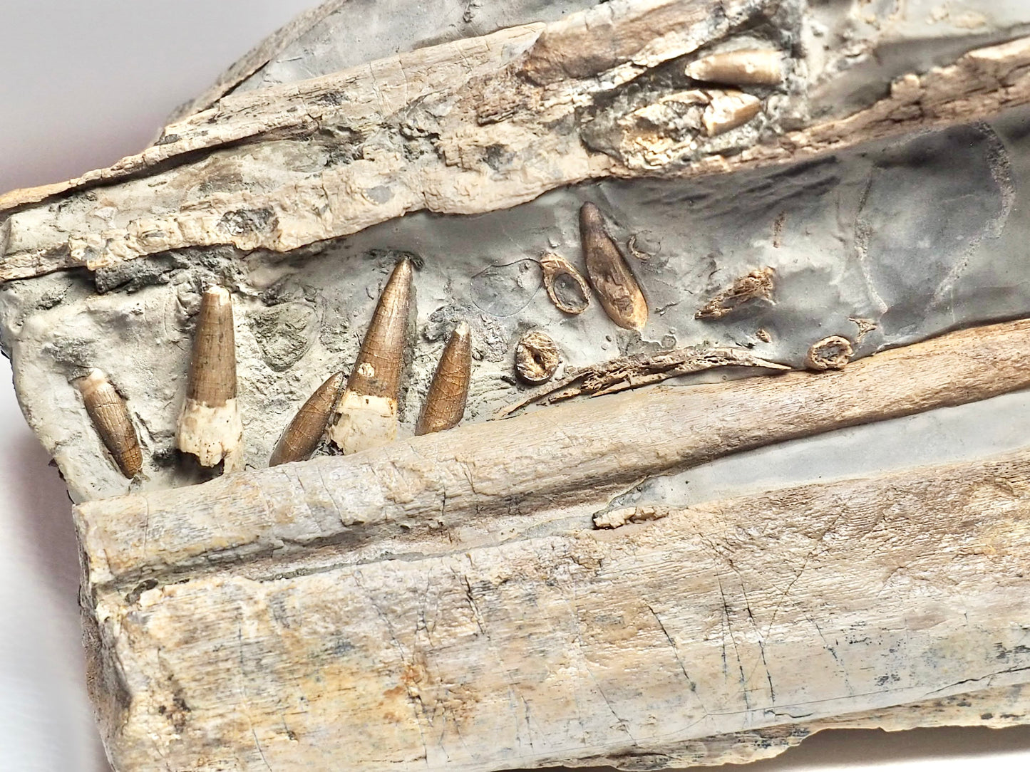 Incredible Ichthyosaur Jaw with Teeth