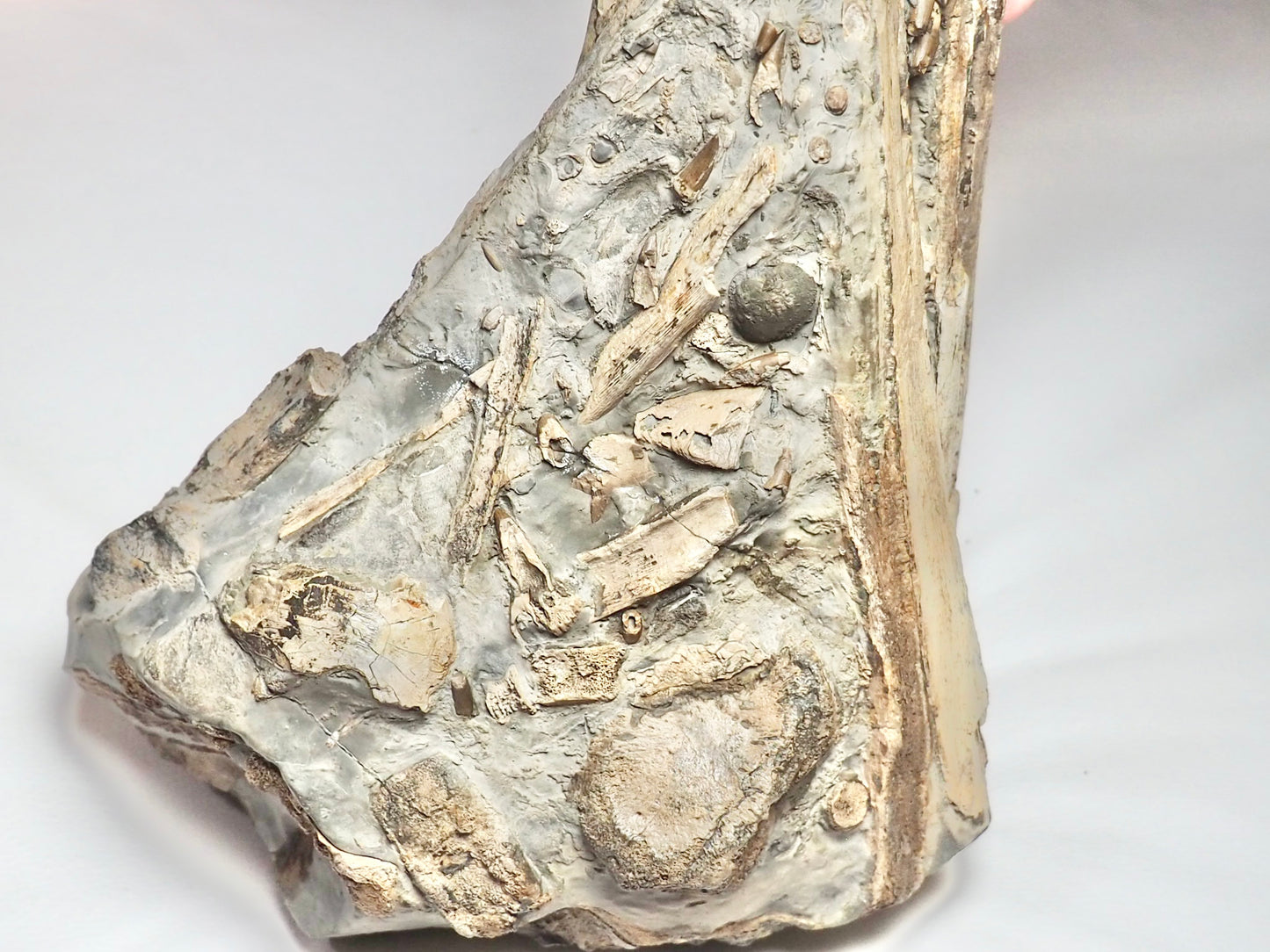 Incredible Ichthyosaur Jaw with Teeth