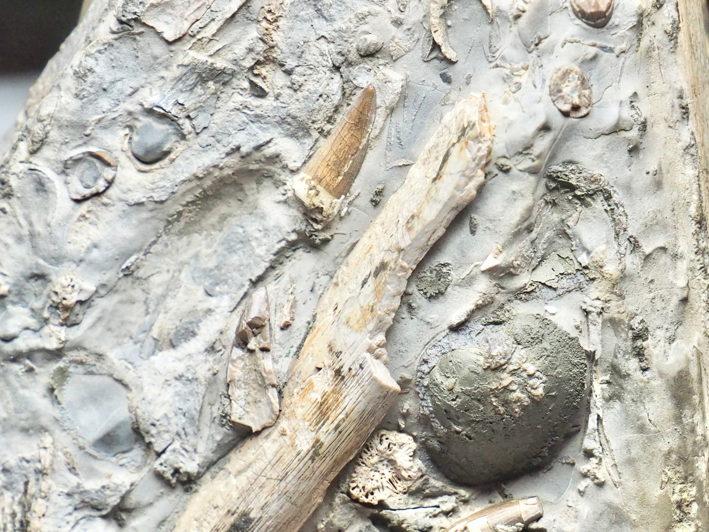 Incredible Ichthyosaur Jaw with Teeth