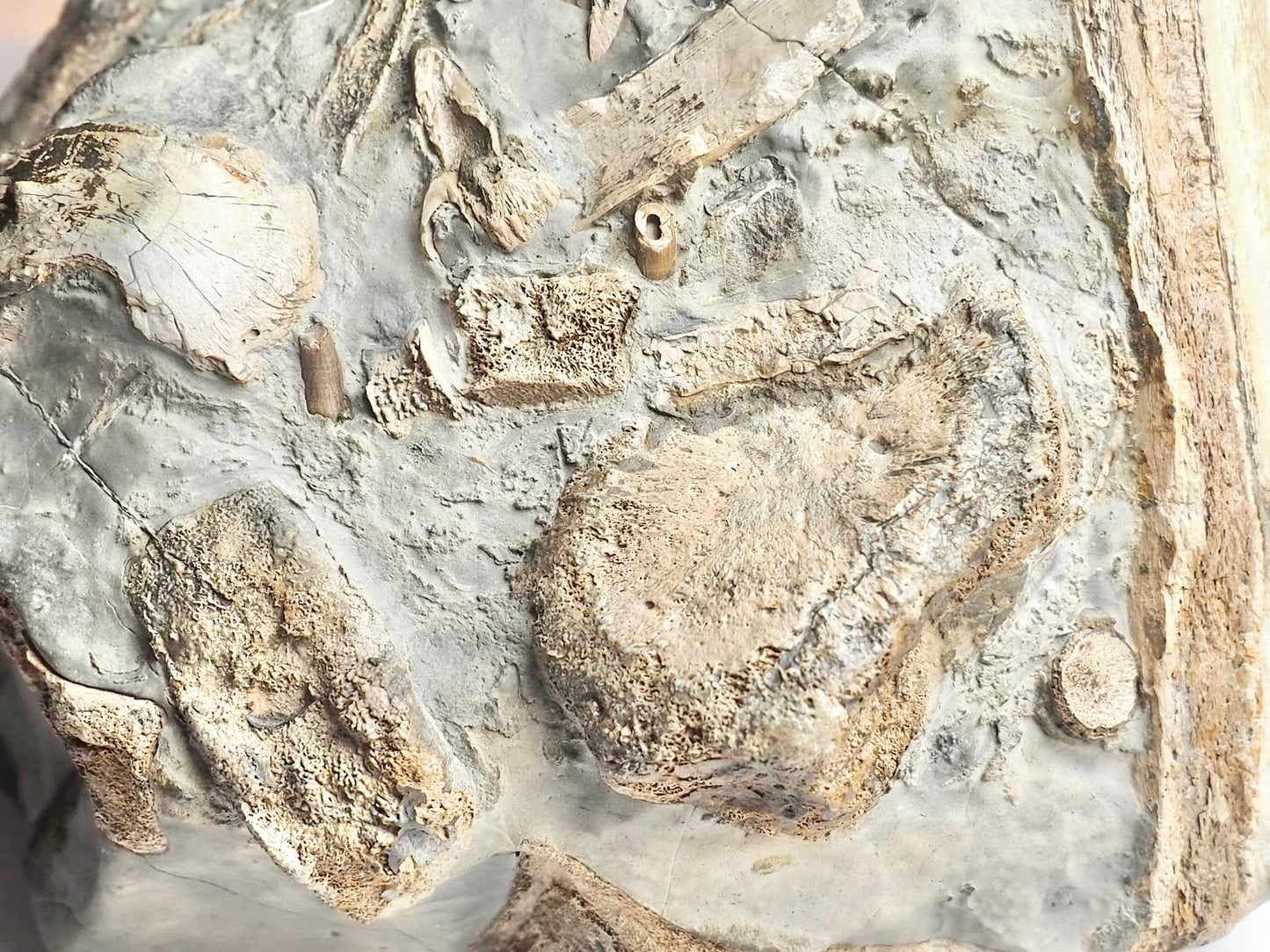 Incredible Ichthyosaur Jaw with Teeth