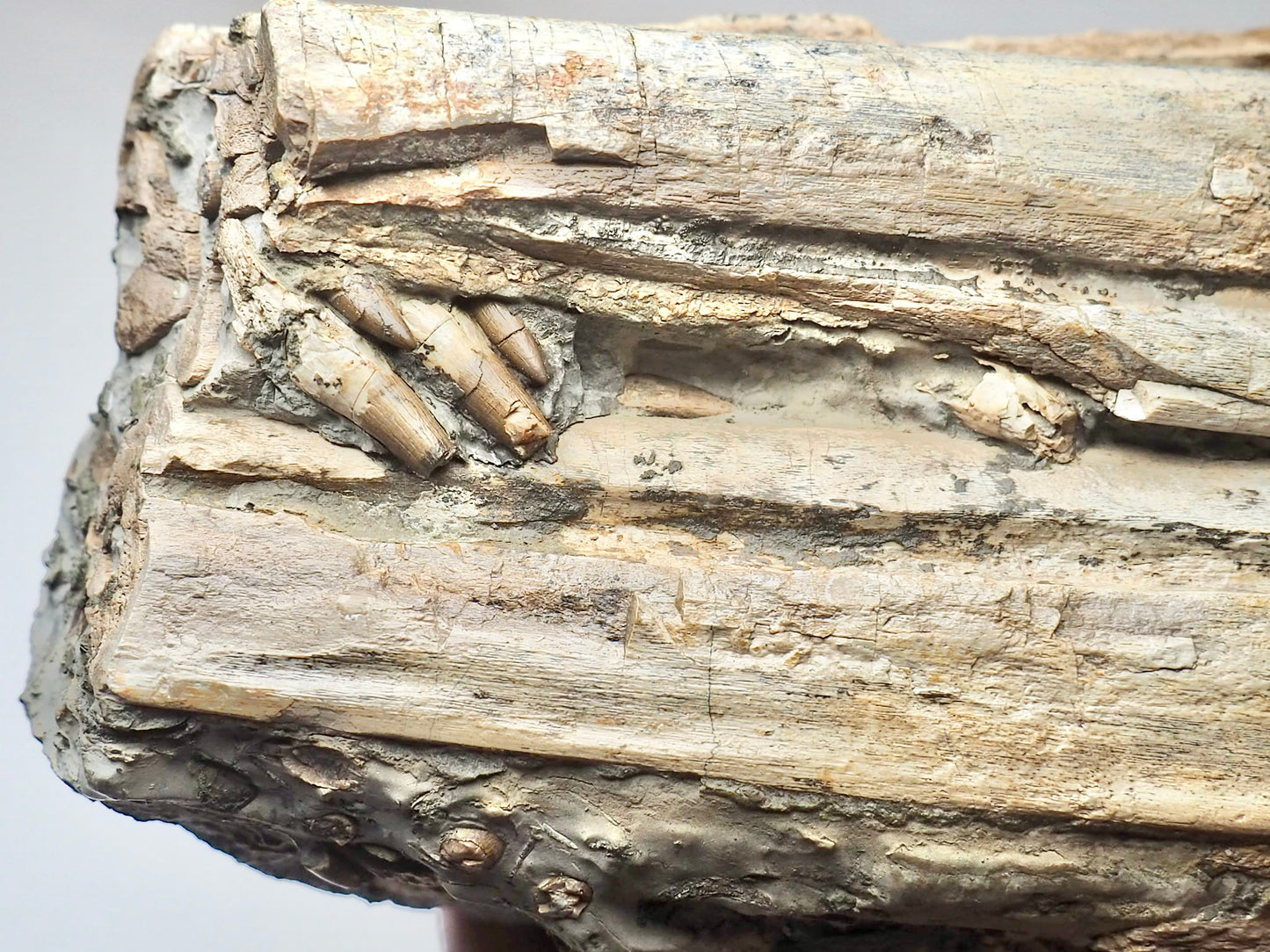 Incredible Ichthyosaur Jaw with Teeth