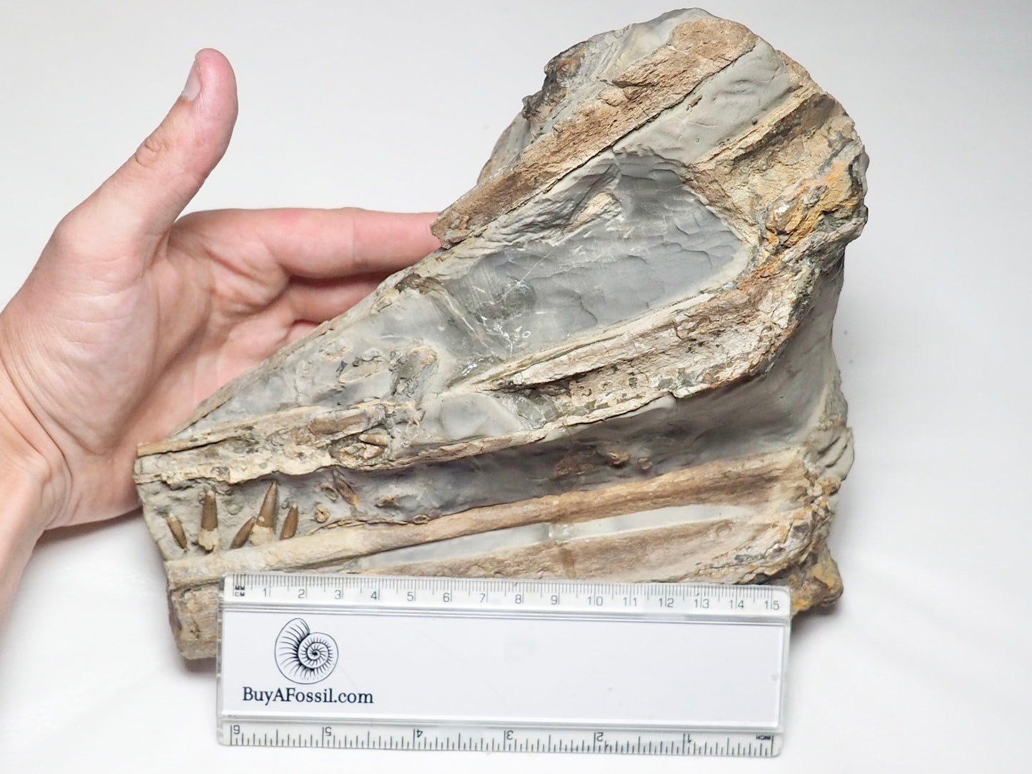 Incredible Ichthyosaur Jaw with Teeth