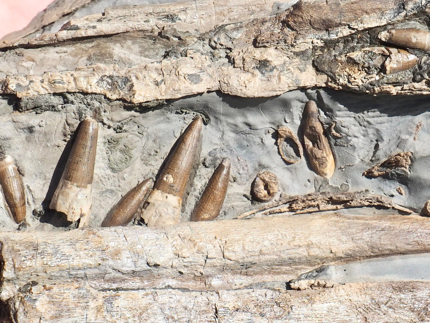 Incredible Ichthyosaur Jaw with Teeth