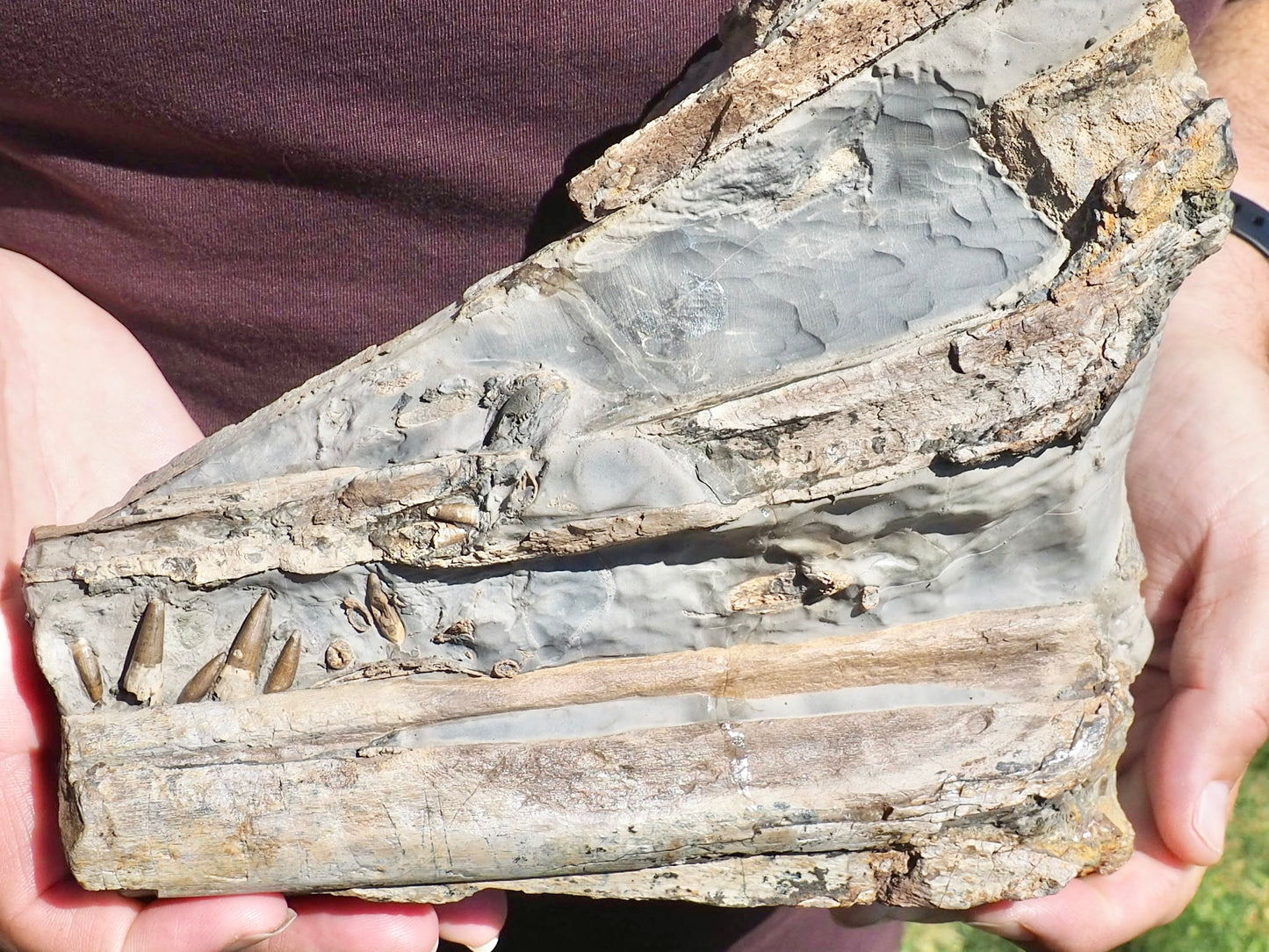 Incredible Ichthyosaur Jaw with Teeth