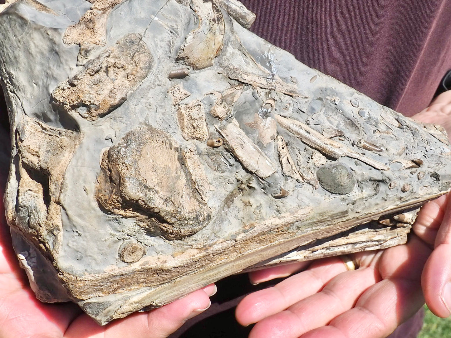 Incredible Ichthyosaur Jaw with Teeth