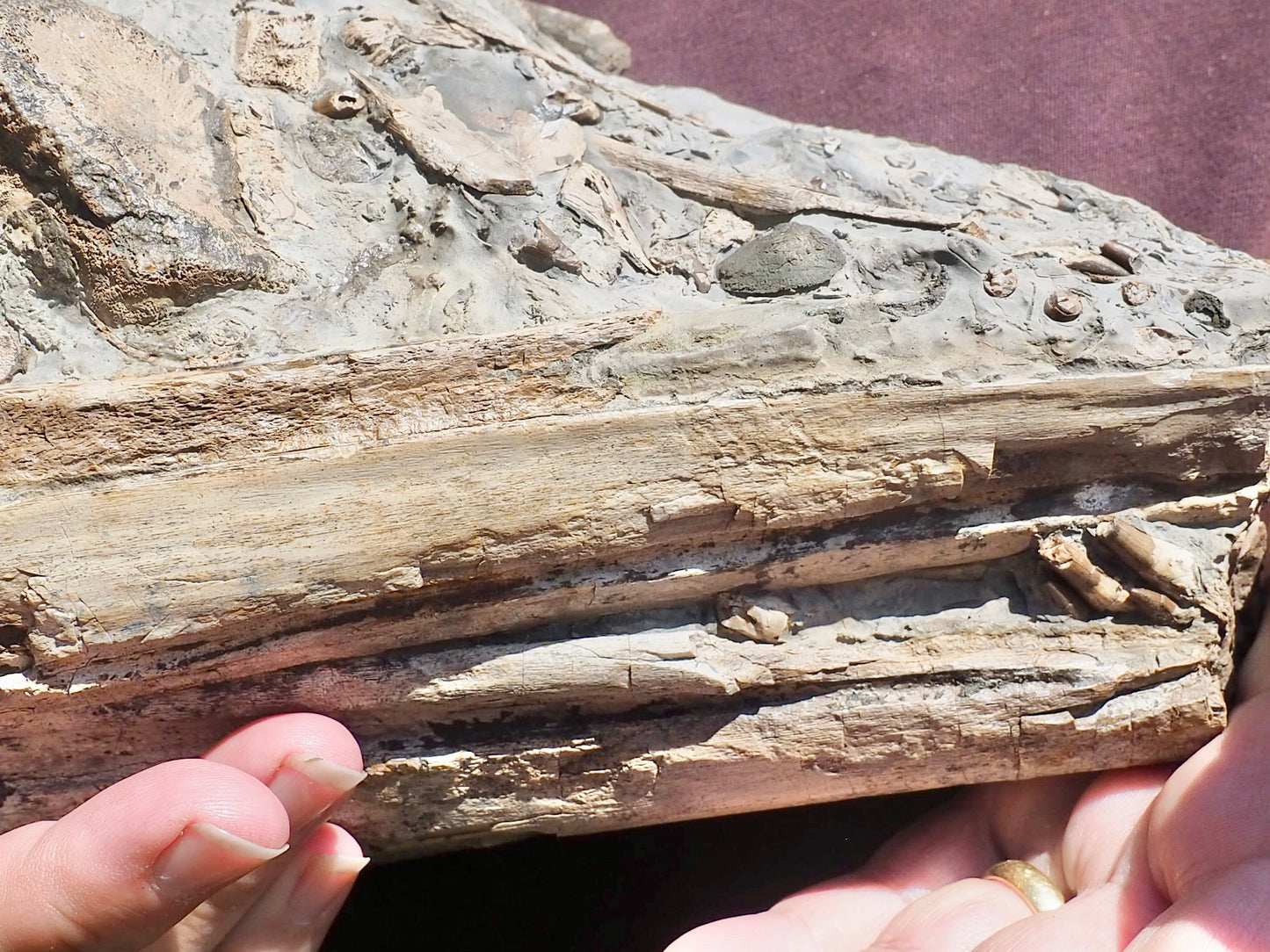 Incredible Ichthyosaur Jaw with Teeth