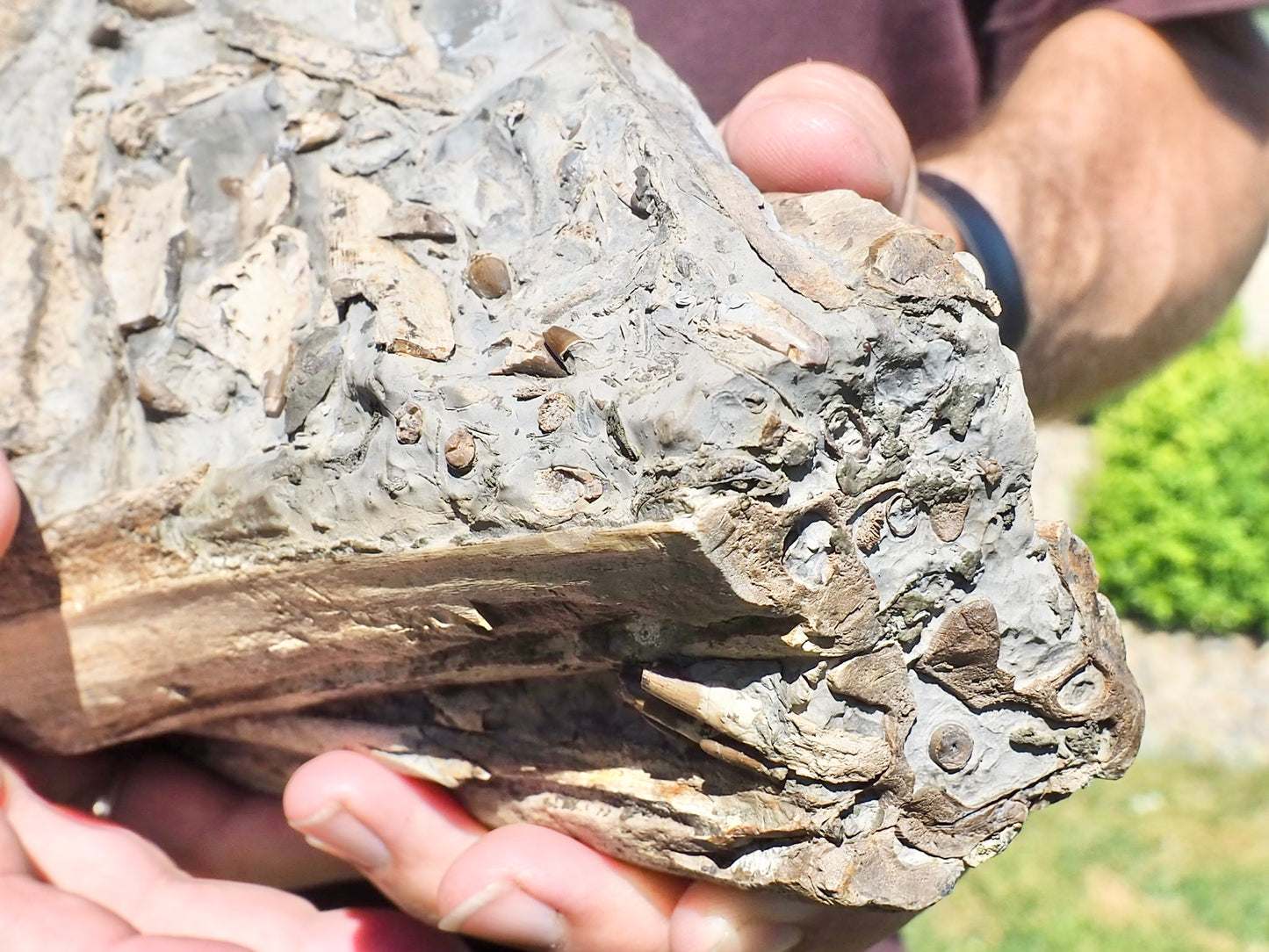 Incredible Ichthyosaur Jaw with Teeth