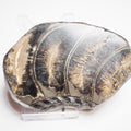 Cut & Polished Ammonite Whorl