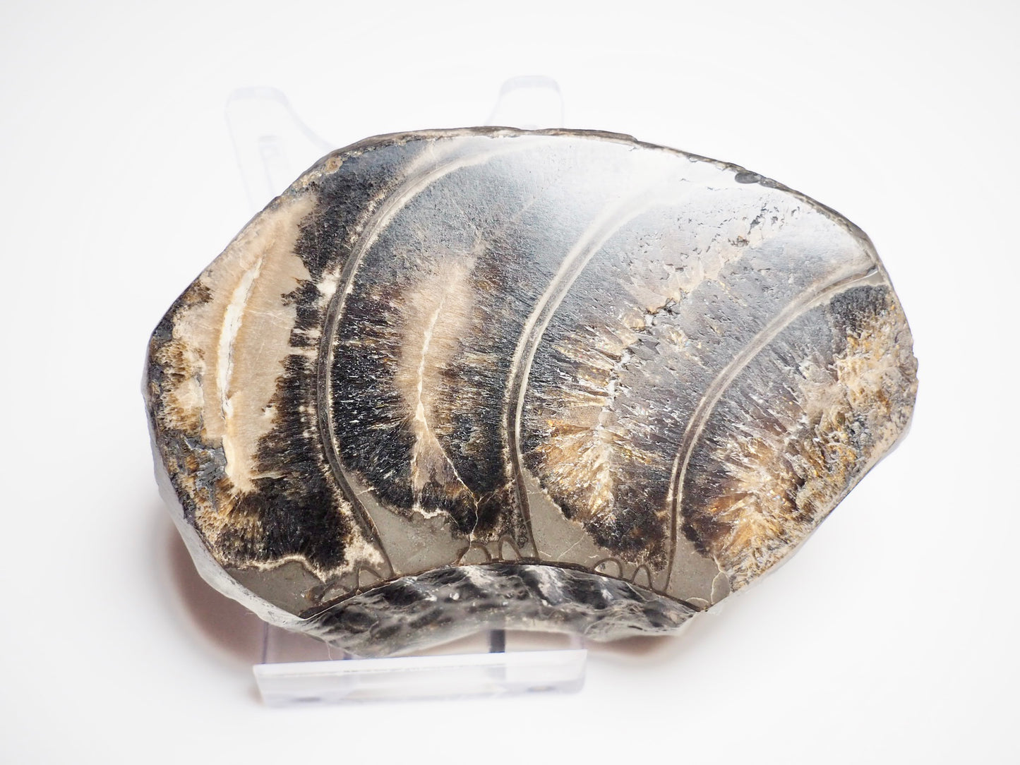 Cut & Polished Ammonite Whorl