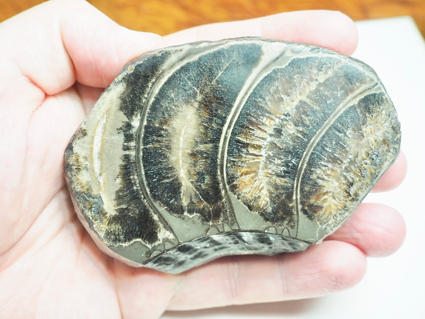 Cut & Polished Ammonite Whorl