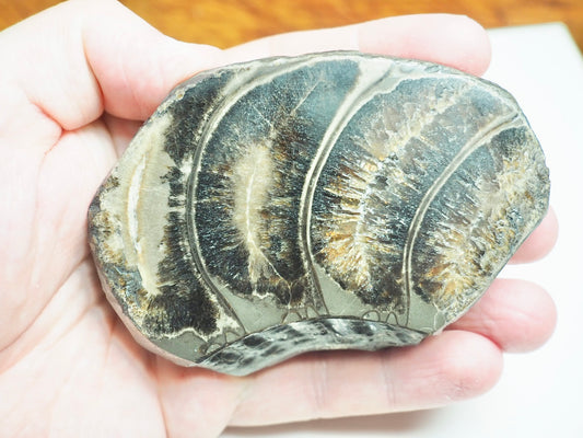 Cut & Polished Ammonite Whorl
