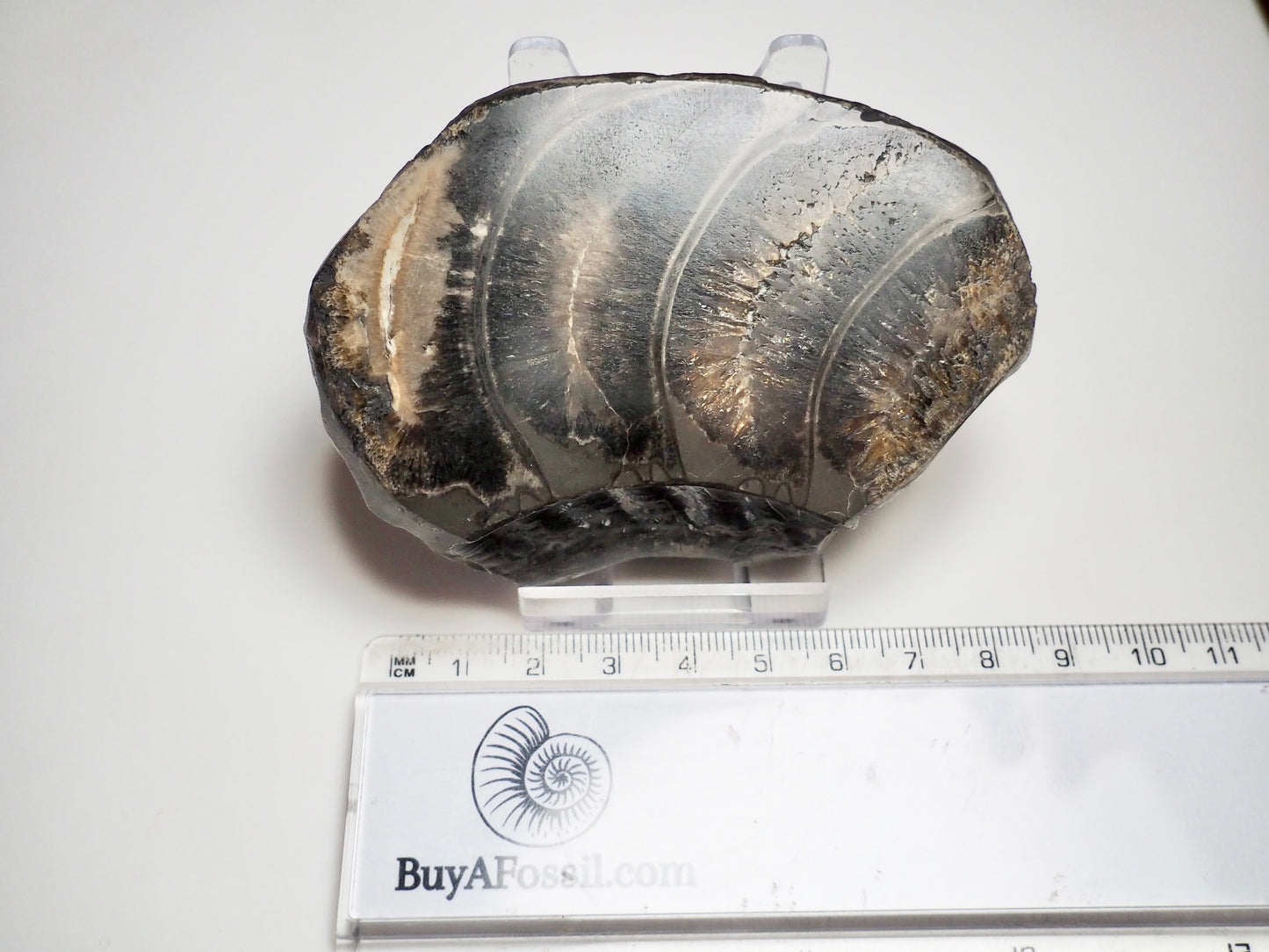 Cut & Polished Ammonite Whorl