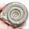 Dactylioceras Tenuicostatum Ammonite Fossil – Whitby Yorkshire Coast – Jurassic
