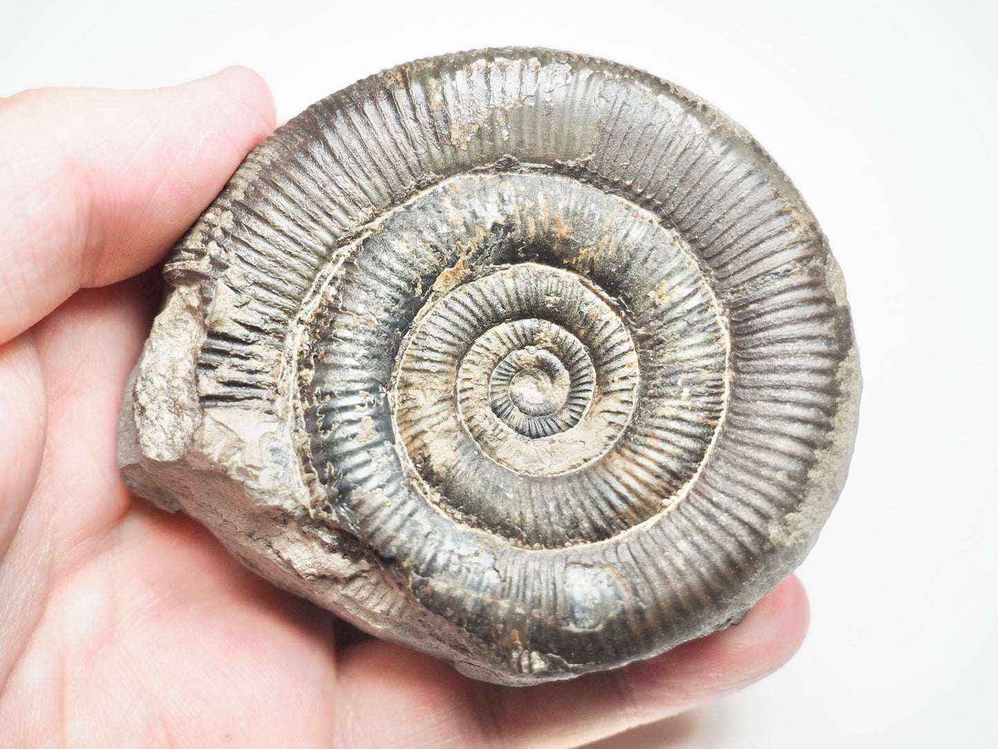 Dactylioceras Tenuicostatum