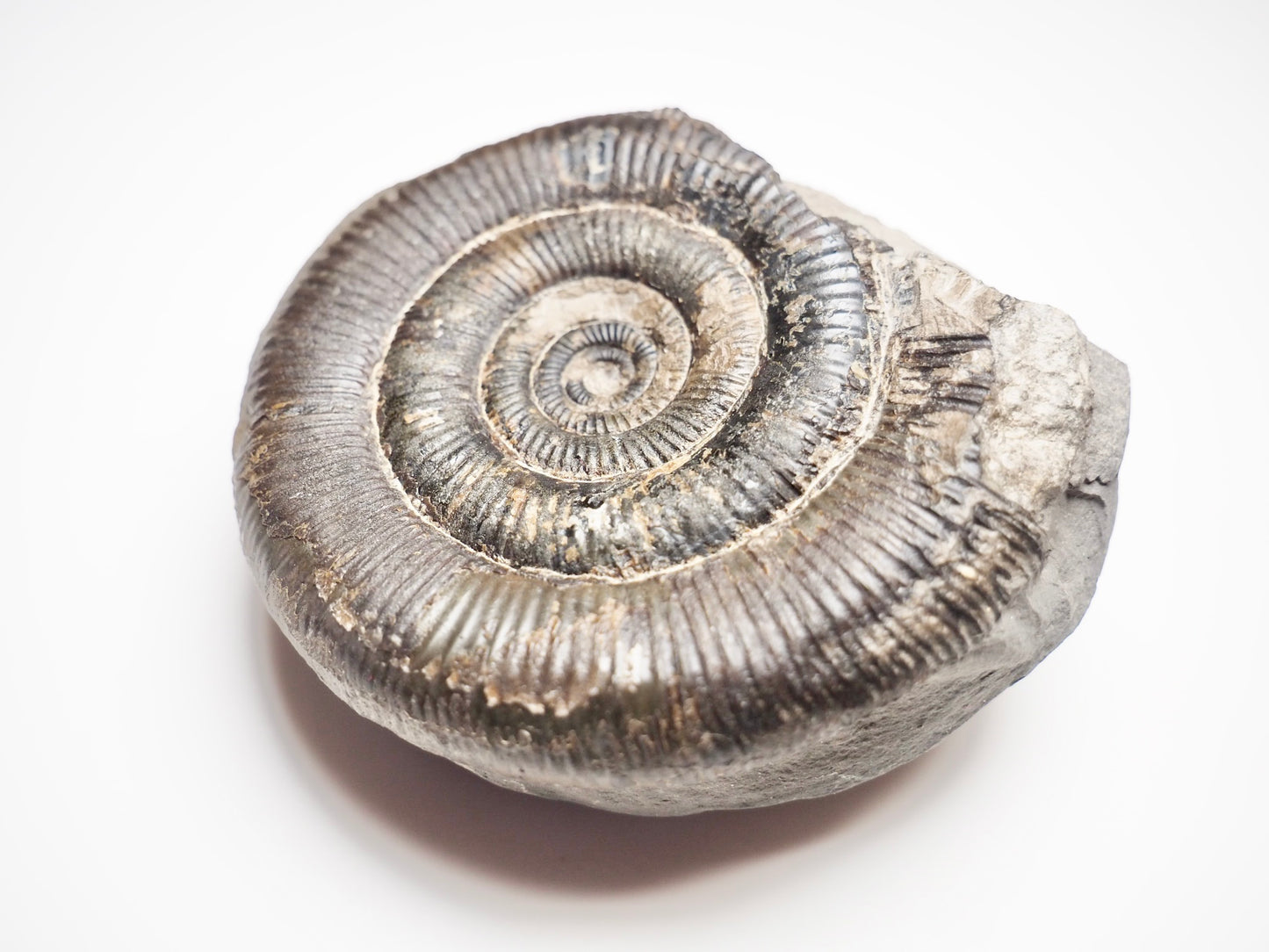 Dactylioceras Tenuicostatum