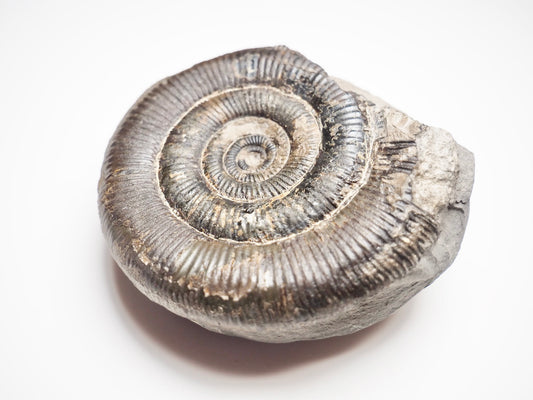 Dactylioceras Tenuicostatum