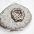 Dactylioceras Ammonite Fossil – Whitby Yorkshire Coast – Jurassic