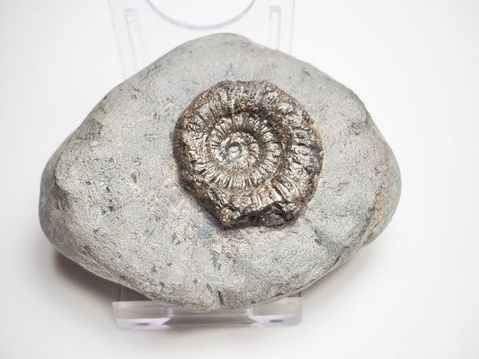 Dactylioceras Ammonite Fossil Whitby