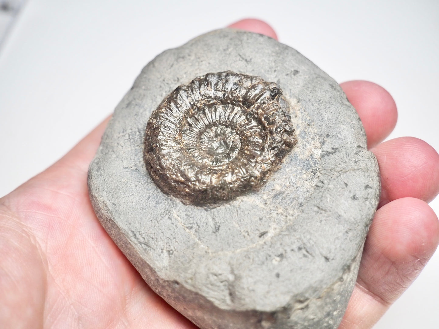 Dactylioceras Ammonite Fossil Whitby
