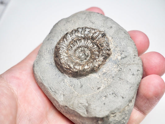 Dactylioceras Ammonite Fossil Whitby