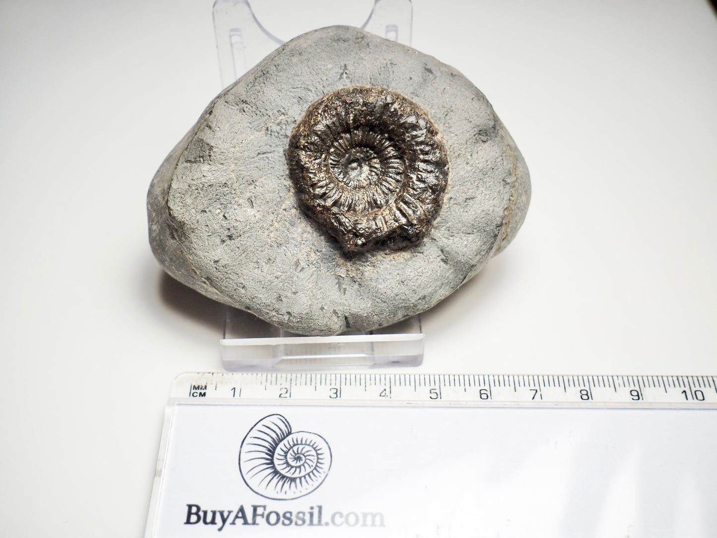 Dactylioceras Ammonite Fossil Whitby