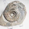Hildoceras Ammonite Fossil – Whitby Yorkshire Coast – Jurassic