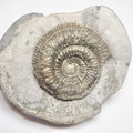Dactylioceras Semicelatum Ammonite Fossil – Whitby Yorkshire Coast – Jurassic