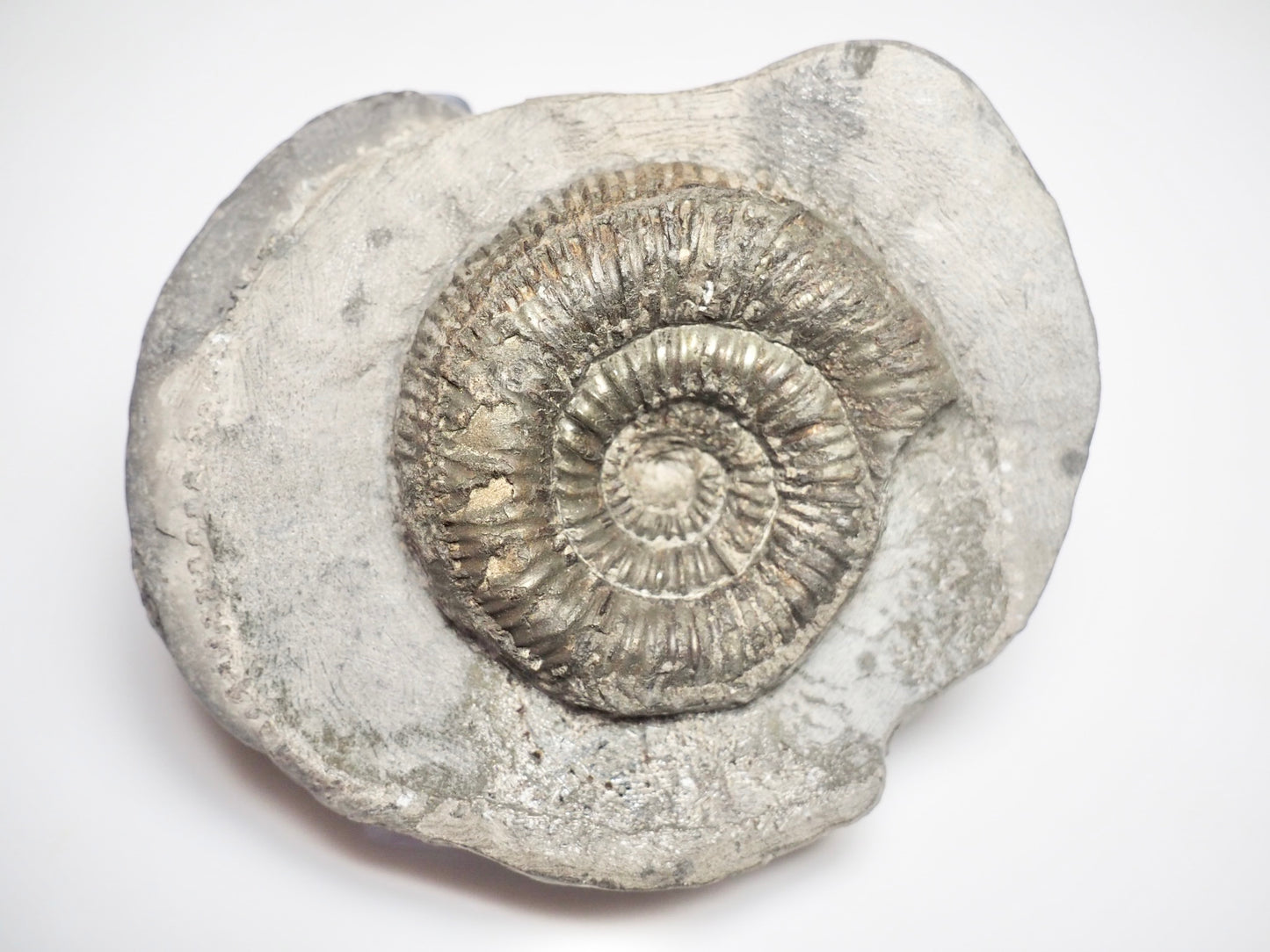 Dactylioceras Semicelatum