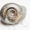 Hildoceras Ammonite Fossil – Whitby Yorkshire Coast – Jurassic
