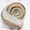 Dactylioceras Ammonite Fossil – Whitby Yorkshire Coast – Jurassic