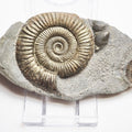 Dactylioceras Ammonite Fossil – Whitby Yorkshire Coast – Jurassic