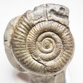 Dactylioceras Ammonite Fossil – Whitby Yorkshire Coast – Jurassic