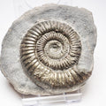 Dactylioceras Ammonite Fossil – Whitby Yorkshire Coast – Jurassic
