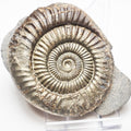 Dactylioceras Ammonite Fossil – Whitby Yorkshire Coast – Jurassic