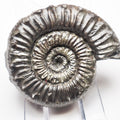 Peronoceras Ammonite Fossil – Whitby Yorkshire Coast – Jurassic