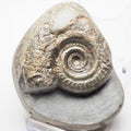 Hildoceras Ammonite Fossil – Whitby Yorkshire Coast – Jurassic