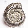 Dactylioceras Ammonite Fossil – Whitby Yorkshire Coast – Jurassic