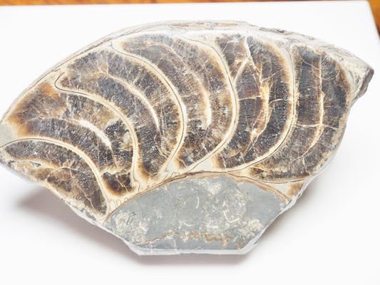 Cut & Polished Ammonite Whorl