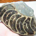 Cut & Polished Ammonite Whorl