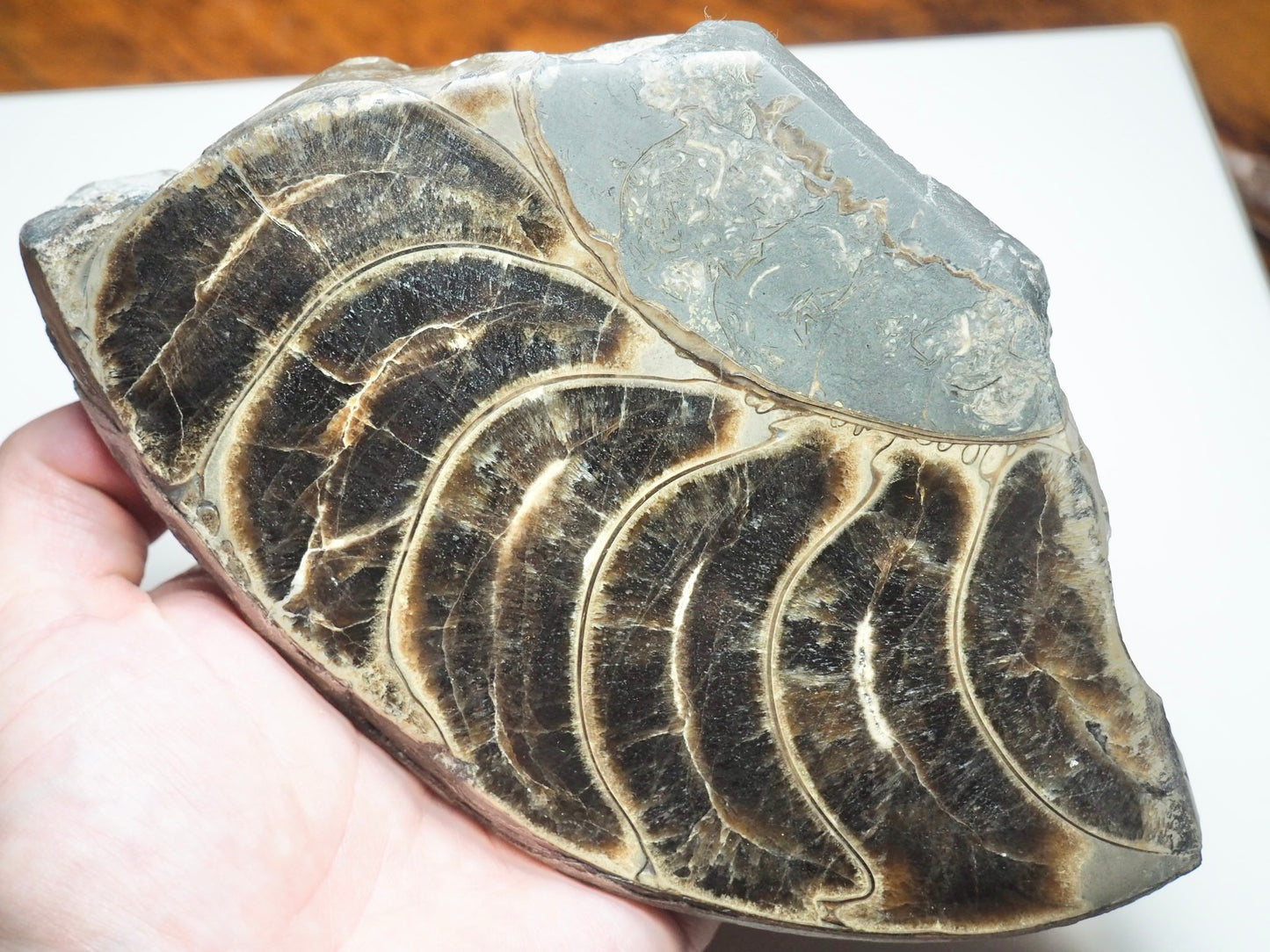 Cut & Polished Ammonite Whorl
