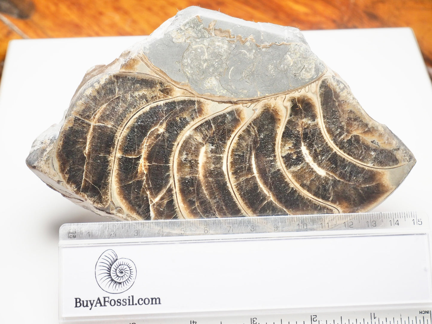 Cut & Polished Ammonite Whorl