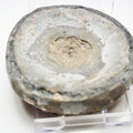 Ichthyosaur Vert – Whitby Yorkshire Coast – Jurassic