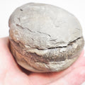 Dactylioceras Tenuicostatum Ammonite Fossil Split Pair – Whitby Yorkshire Coast Jurassic