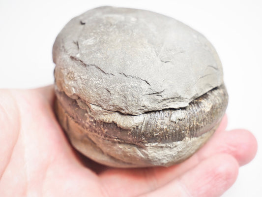 Dactylioceras Tenuicostatum POS/NEG