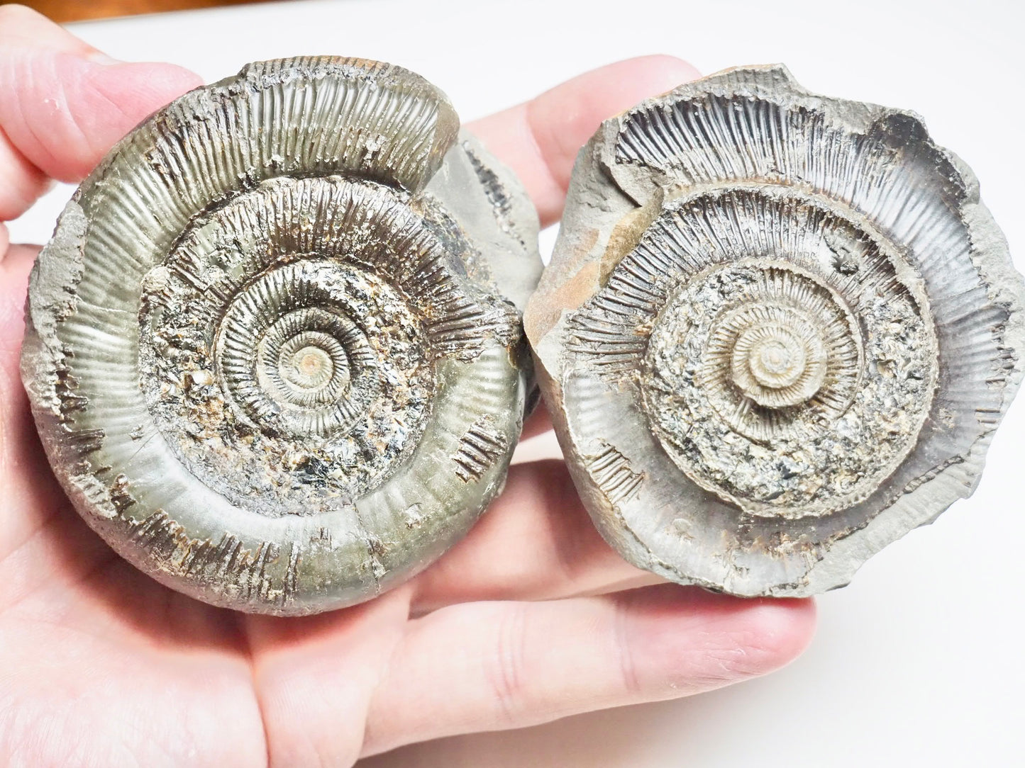 Dactylioceras Tenuicostatum POS/NEG