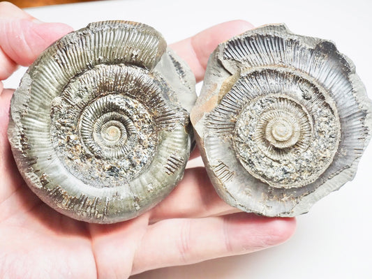 Dactylioceras Tenuicostatum POS/NEG