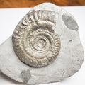 Hildoceras Ammonite Fossil – Whitby Yorkshire Coast – Jurassic