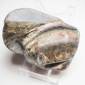Ichthyosaur Skull Piece