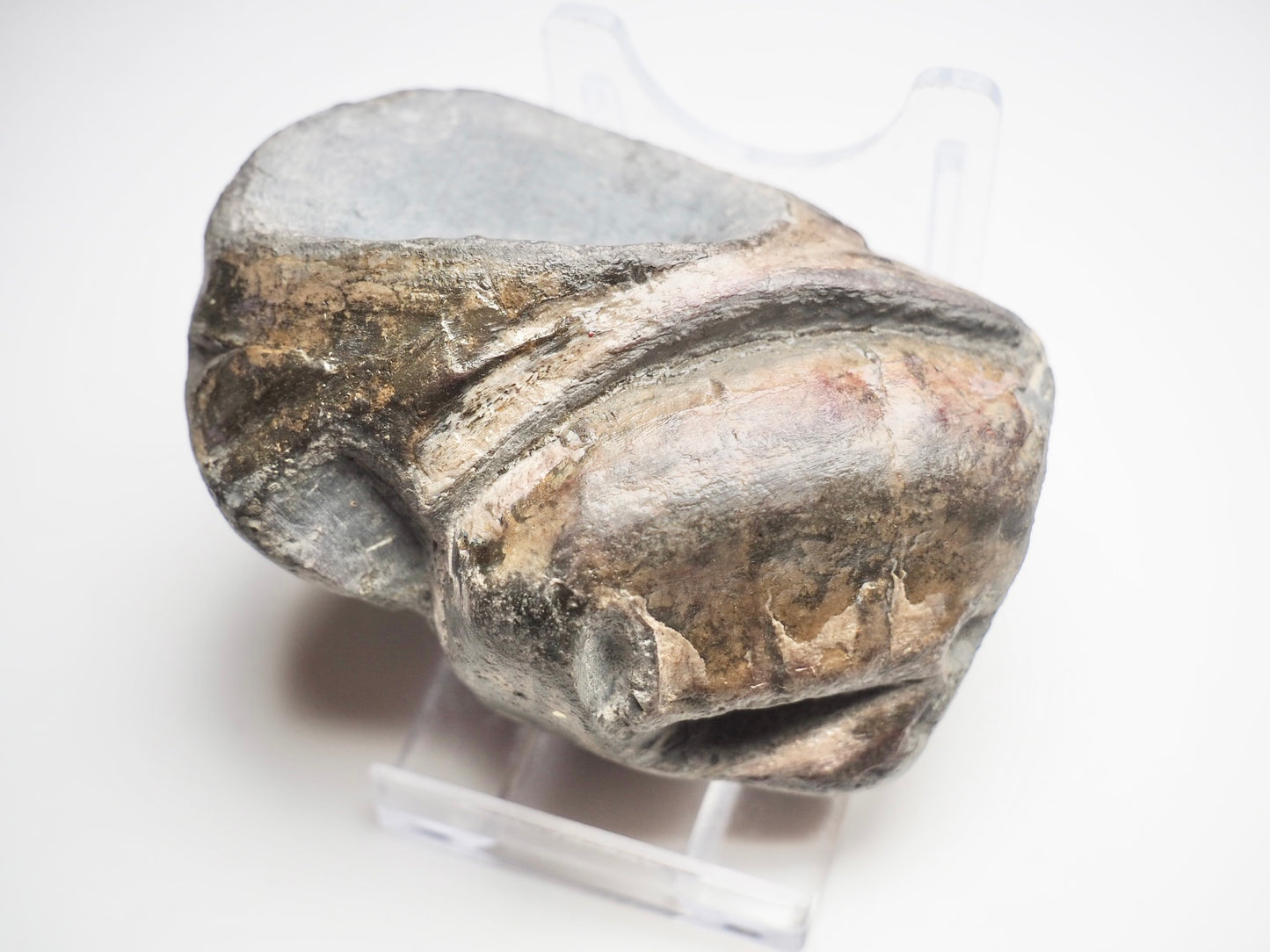 Ichthyosaur Skull Piece