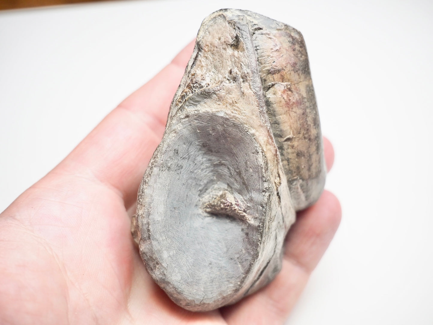 Ichthyosaur Skull Piece